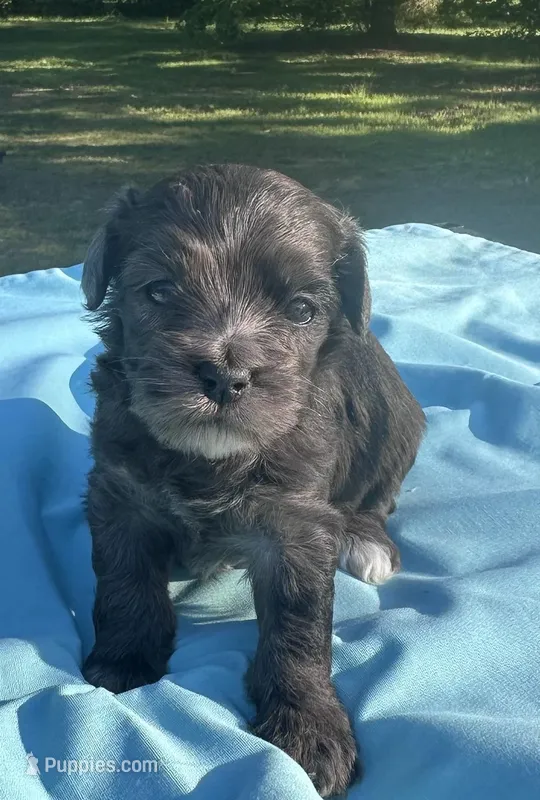 Mocha – Maltipoo puppy for sale in Pisgah, AL