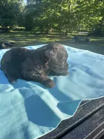 Mocha, a female Maltipoo for sale in Pisgah, AL – 3 of 3