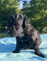 Black, a male Maltipoo for sale in Pisgah, AL – 2 of 4