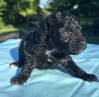 Black, a male Maltipoo for sale in Pisgah, AL – 3 of 4