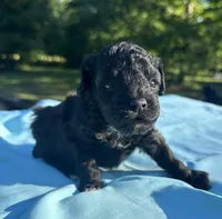 Black, a male Maltipoo for sale in Pisgah, AL – 4 of 4