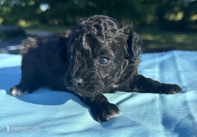 Black – Maltipoo puppy for sale in Pisgah, AL