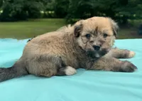 Chocolate, a male Maltipoo for sale in Pisgah, AL – 7 of 10