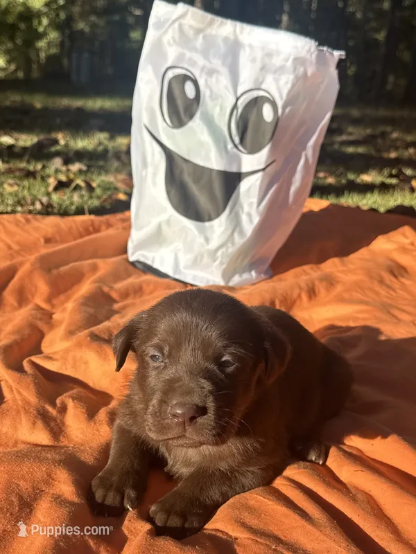 Casper – Labrador Retriever puppy for sale in Pisgah, AL