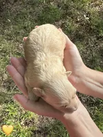 Yellow, a female Maltipoo for sale in Pisgah, AL – 3 of 4