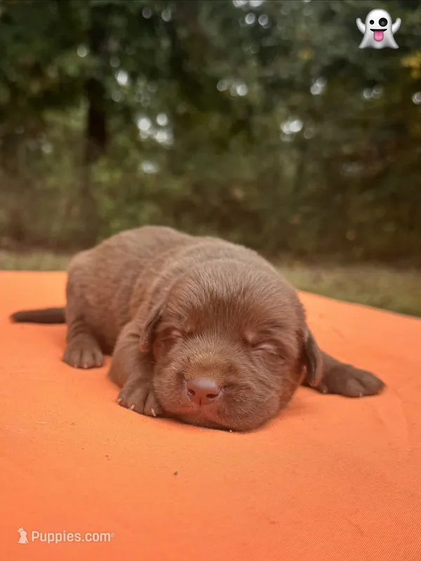 Casper – Labrador Retriever puppy for sale in Pisgah, AL