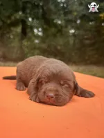 Casper, a male Labrador Retriever for sale in Pisgah, AL – 1 of 3