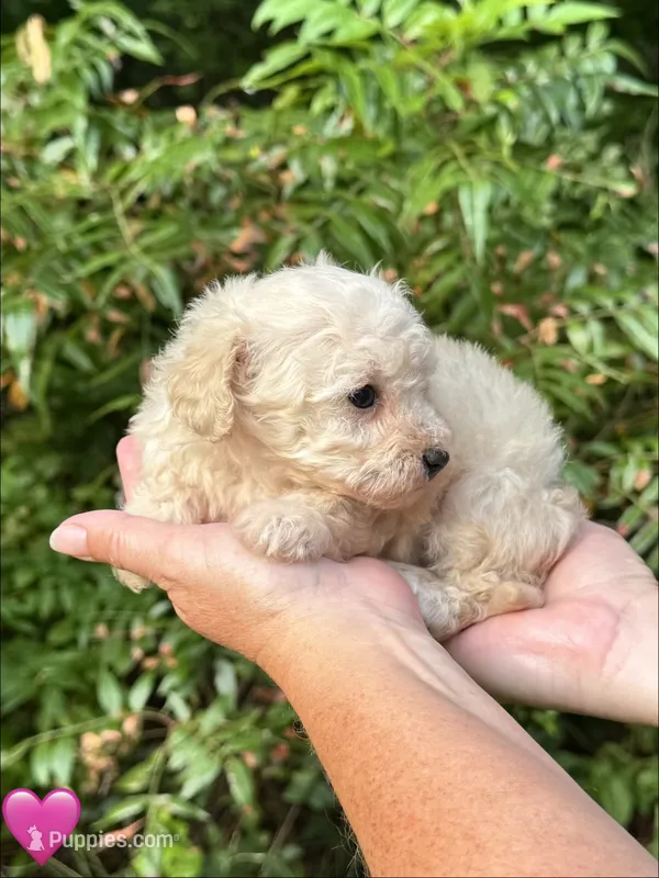Pink – Maltipoo puppy for sale in Pisgah, AL