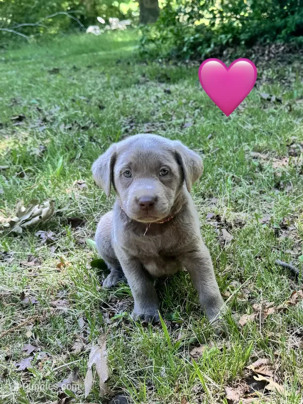 Pink – Labrador Retriever puppy for sale in Pisgah, AL