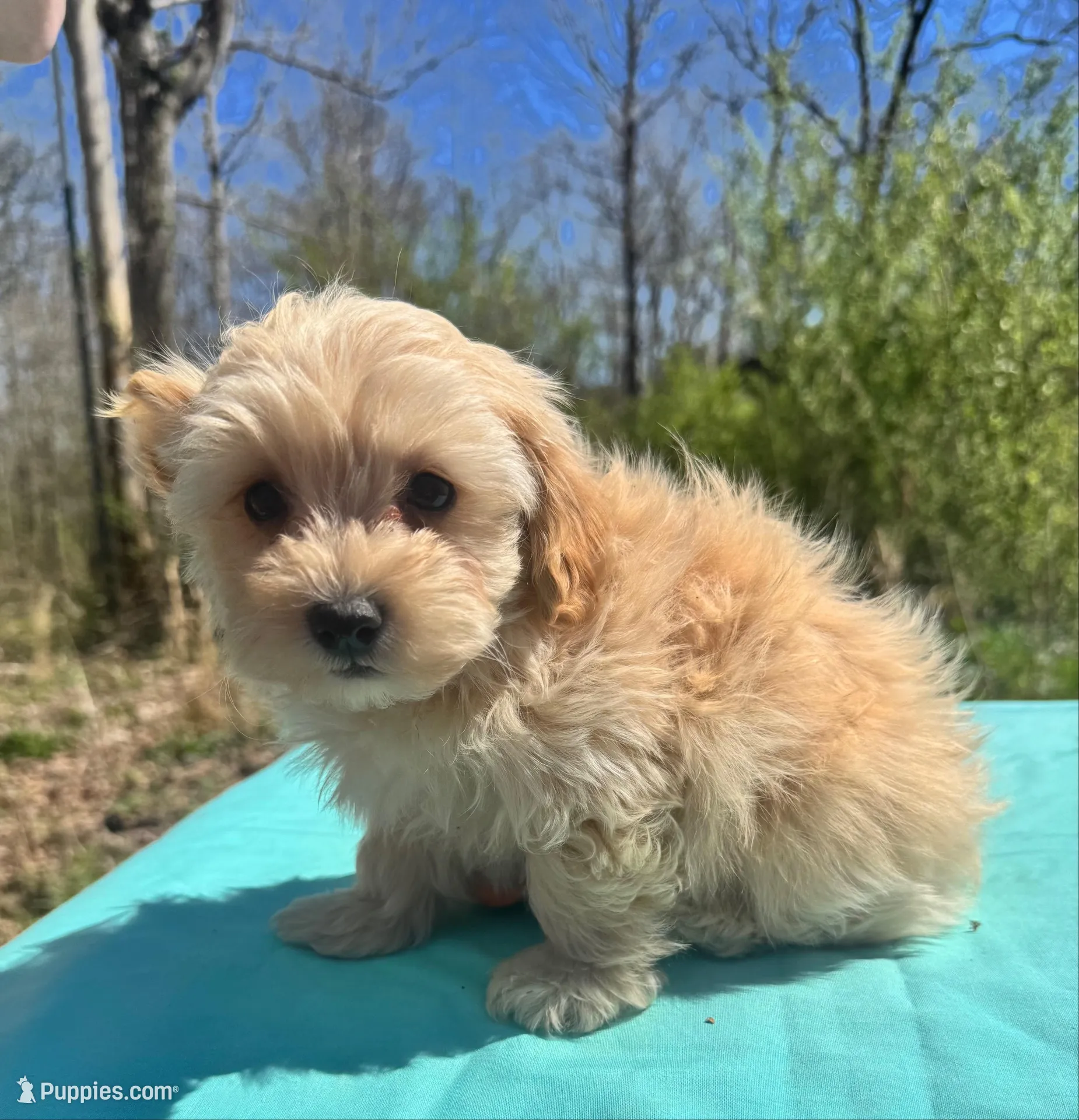 Apricot – Maltipoo puppy on hold in Pisgah, AL