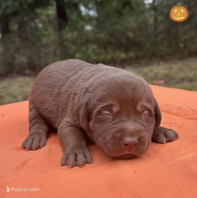 Jack – Labrador Retriever puppy for sale in Pisgah, AL