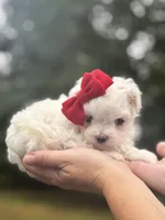Sweetie , a female Maltese for sale in Pisgah, AL – 7 of 8