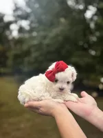 Sweetie , a female Maltese for sale in Pisgah, AL – 6 of 8