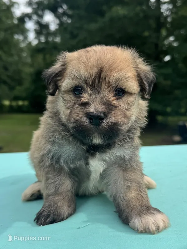 Chocolate – Maltipoo puppy for sale in Pisgah, AL