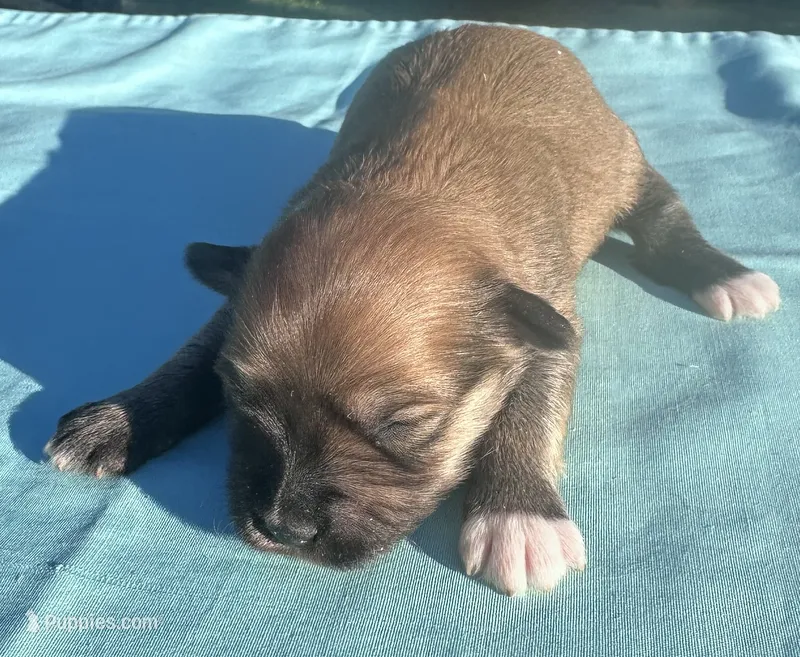Chocolate – Maltipoo puppy for sale in Pisgah, AL