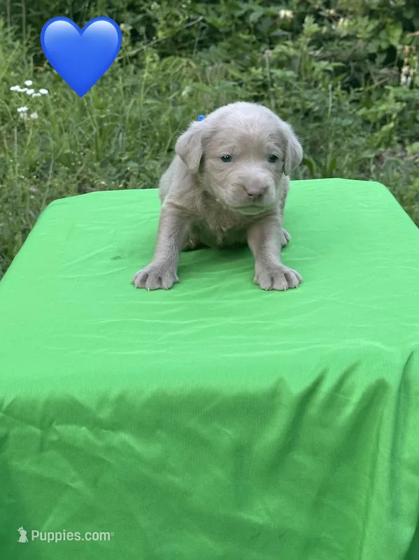 Blue – Labrador Retriever puppy for sale in Pisgah, AL