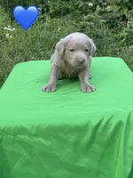 Blue, a male Labrador Retriever for sale in Pisgah, AL – Photo 1 of 3