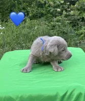 Blue, a male Labrador Retriever for sale in Pisgah, AL – Photo 3 of 3