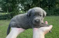 Charcoal, a female Labrador Retriever for sale in Pisgah, AL – 1 of 5