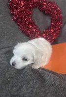 Orange, a male Maltese for sale in Pisgah, AL – Photo 7 of 9