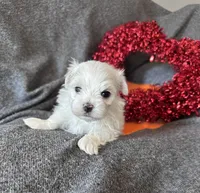 Orange, a male Maltese for sale in Pisgah, AL – Photo 8 of 9