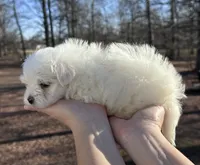Orange, a male Maltese for sale in Pisgah, AL – Photo 3 of 9