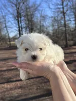 Orange, a male Maltese for sale in Pisgah, AL – Photo 5 of 9