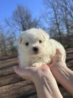 Orange, a male Maltese for sale in Pisgah, AL – Photo 1 of 9