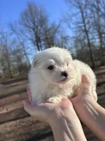 Orange, a male Maltese for sale in Pisgah, AL – Photo 2 of 9