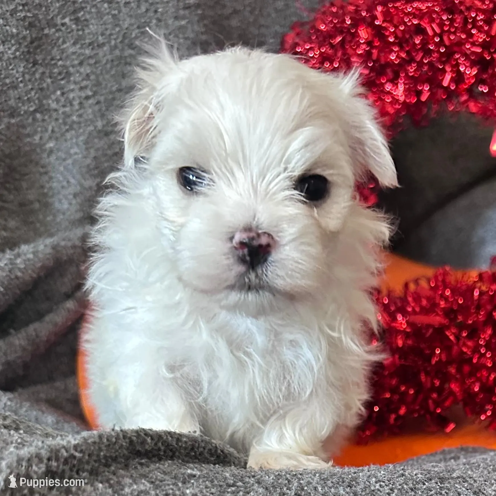 Orange, a male Maltese for sale in Pisgah, AL – Photo 6 of 9