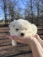 Orange, a male Maltese for sale in Pisgah, AL – Photo 4 of 9