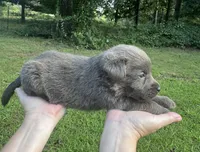 Charcoal, a female Labrador Retriever for sale in Pisgah, AL – 3 of 5
