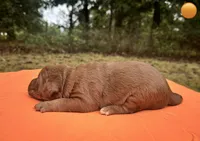 Pumkin, a female Labrador Retriever for sale in Pisgah, AL – 2 of 4