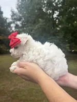 Sweetie , a female Maltese for sale in Pisgah, AL – 2 of 8