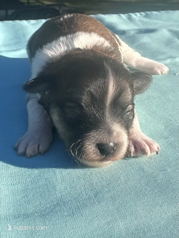 Purple, a female Maltipoo for sale in Pisgah, AL – 1 of 2