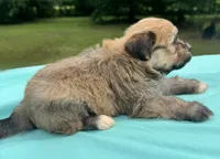 Chocolate, a male Maltipoo for sale in Pisgah, AL – 8 of 10