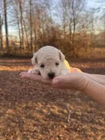 White, a male Maltipoo for sale in Pisgah, AL – Photo 1 of 3