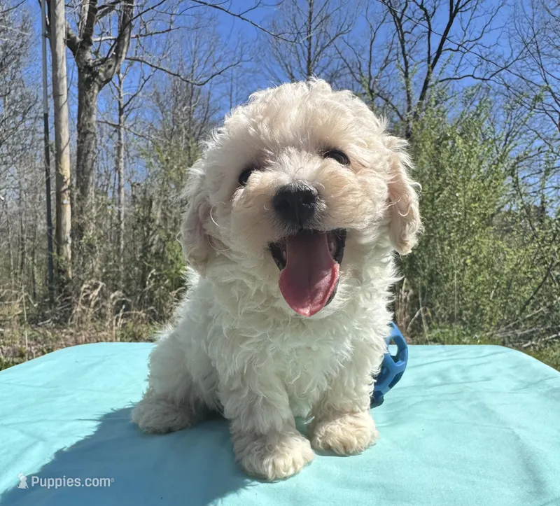 White – Maltipoo puppy for sale in Pisgah, AL