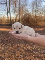 White, a male Maltipoo for sale in Pisgah, AL – Photo 2 of 3