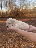 White, a male Maltipoo for sale in Pisgah, AL – Photo 3 of 3
