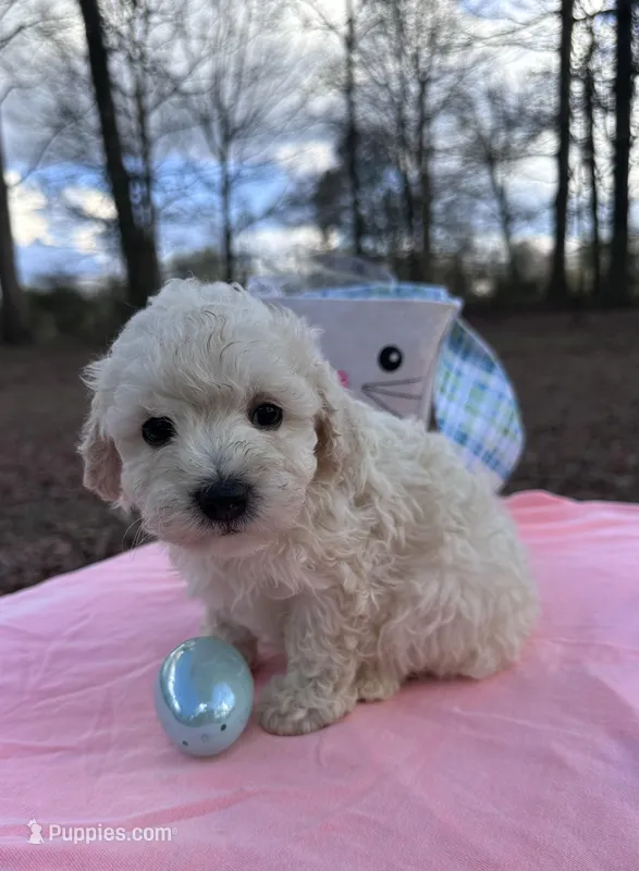 White – Maltipoo puppy for sale in Pisgah, AL