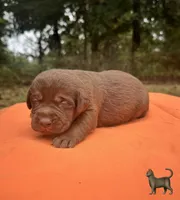 Salem, a male Labrador Retriever for sale in Pisgah, AL – 2 of 4