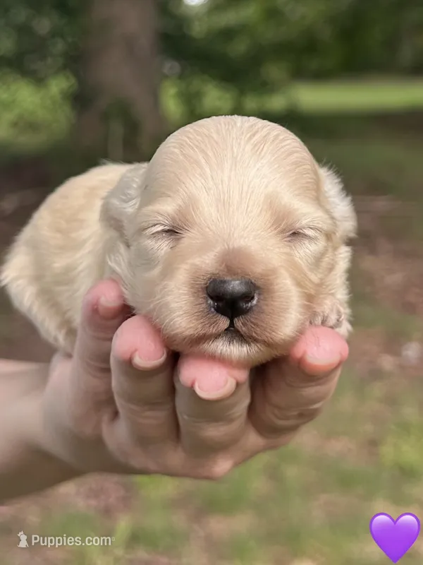 Purple  – Maltipoo puppy for sale in Pisgah, AL
