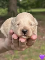 Purple , a female Maltipoo for sale in Pisgah, AL – 1 of 5