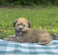 Chocolate, a male Maltipoo for sale in Pisgah, AL – 1 of 10