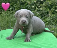 Pink, a female Labrador Retriever for sale in Pisgah, AL – Photo 1 of 4