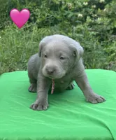 Pink, a female Labrador Retriever for sale in Pisgah, AL – Photo 2 of 4
