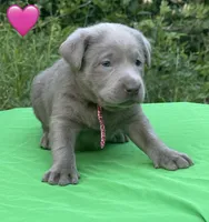 Pink, a female Labrador Retriever for sale in Pisgah, AL – Photo 3 of 4