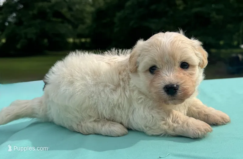 Cream – Maltipoo puppy for sale in Pisgah, AL