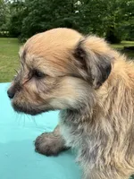 Chocolate, a male Maltipoo for sale in Pisgah, AL – 6 of 10
